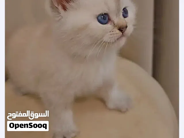 كيتنز وايت سكوتش فولد و استريت العمر 45 يوم