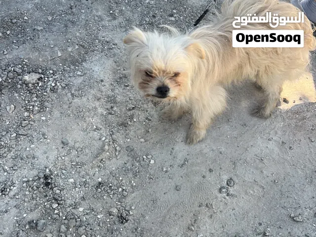 كلب للبيع المستعجل