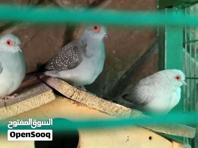 حمام ماسي الملكي  اجواز عده الوان عسلي ازرق فاتح بني