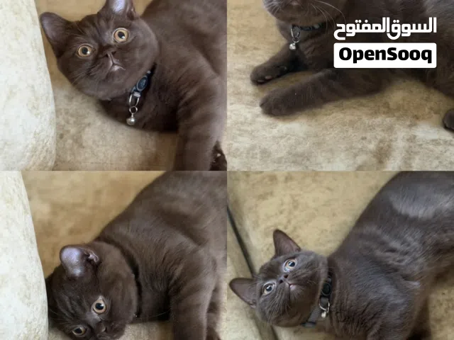 قط شوكلت برتش