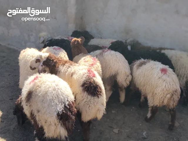 16 عبور زابطات لحم وزابطات مقنوا