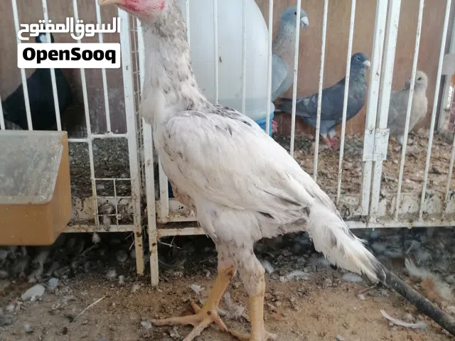 بتشوات شامو