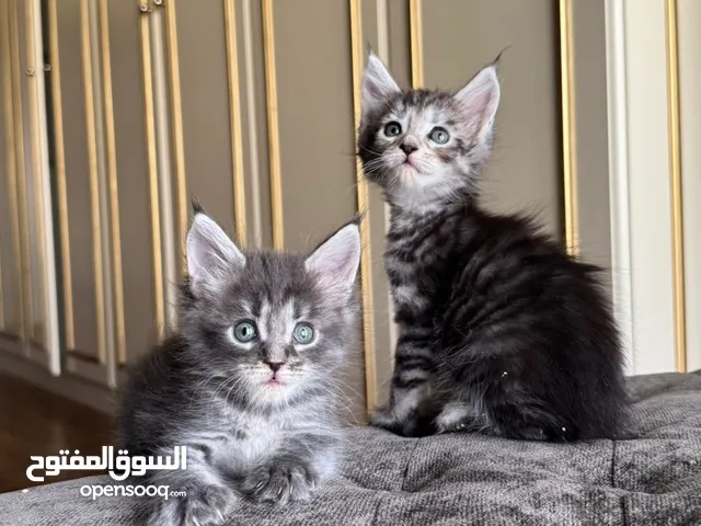 ماين كون بيور