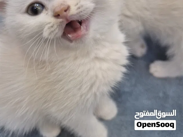 بيع قطط جميله بسعر منافس