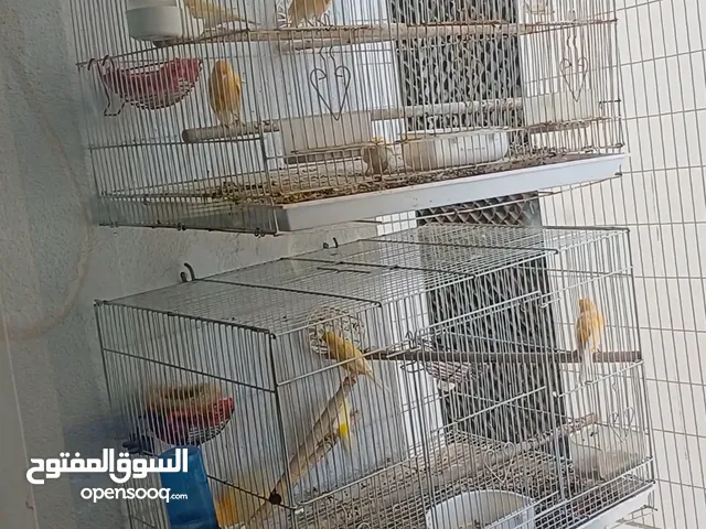 11 Canary birds with 4 cages