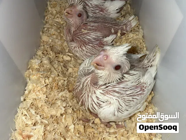 فروخ كوكتيل البينو