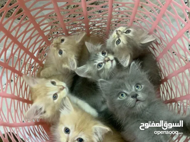 6 قطط صغار للبيع كلش حلوات ونظيفات