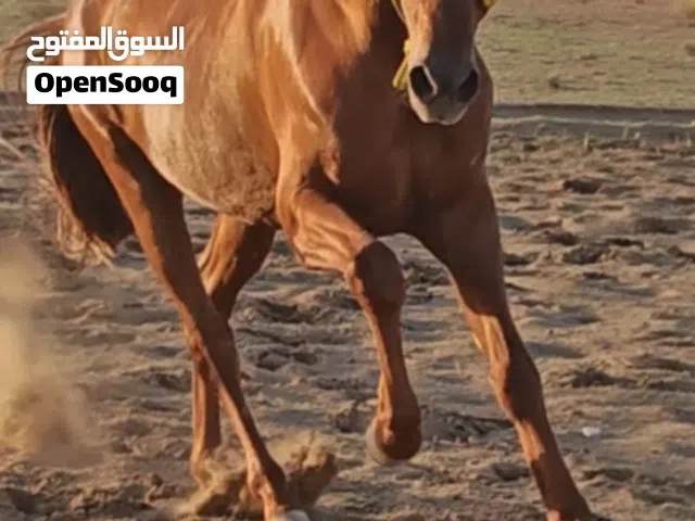 حصان بعمر 3 سنوات جميل ما شاء الله .مهحن.