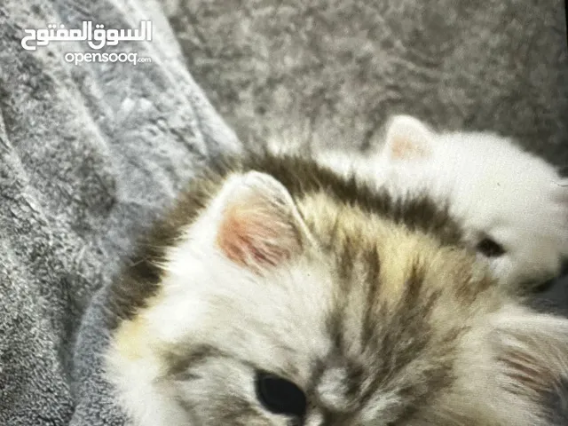 شيرازي العمر شهرين