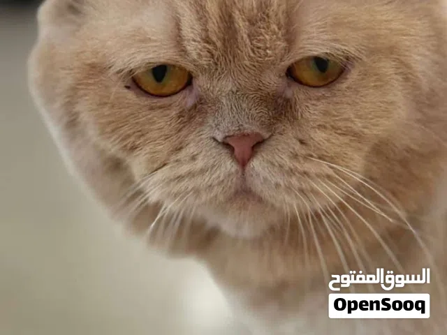 قطة  ذكر الجاد يكلمني واتس