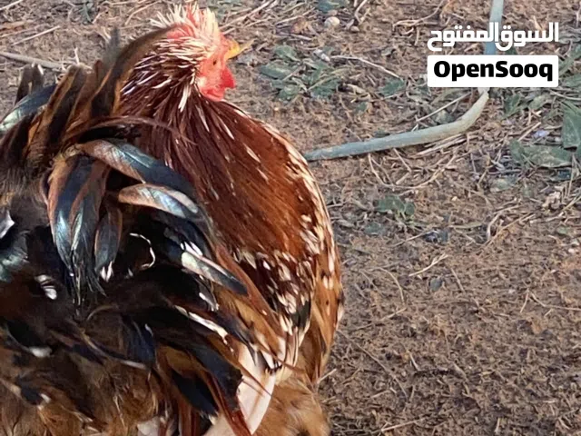 دجاج استرالي