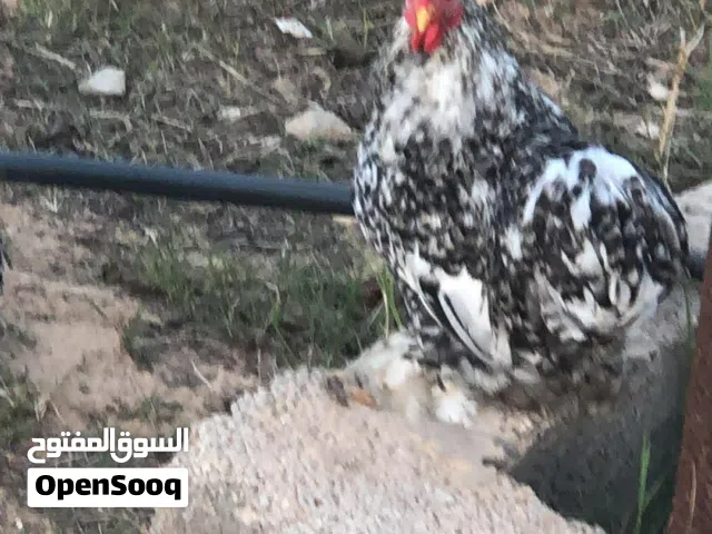 دجاج استراليا