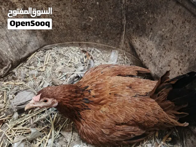 دجاجه عربيه كافه بدون بيض