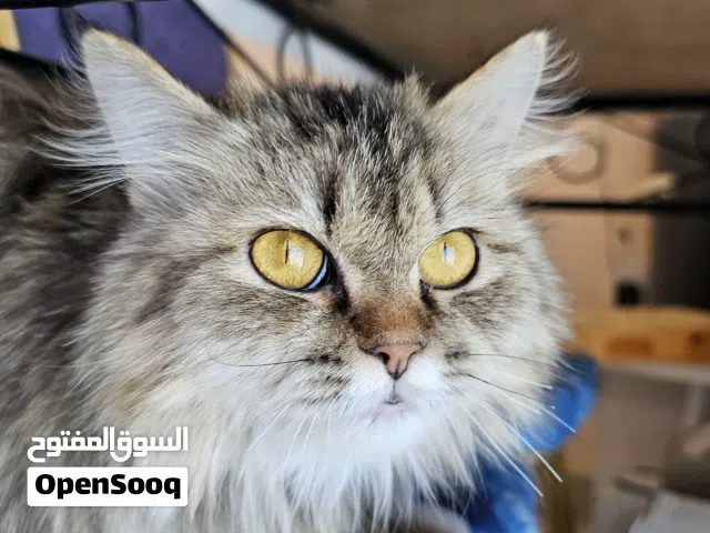 قطة شرازية حبابة جميلة