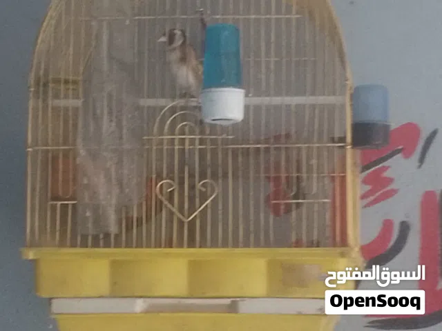 بسم الله ماشاء الله  حسون للبيع ربي يبارك لصاحب النصيب