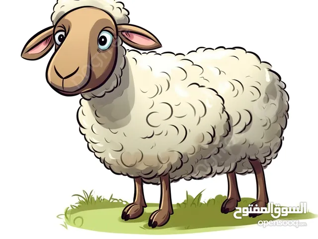 موجود غنمة تنية للبيع للذبح