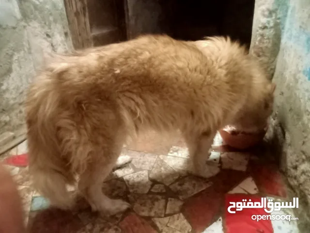 كلبه هاسكي مالموت بيور