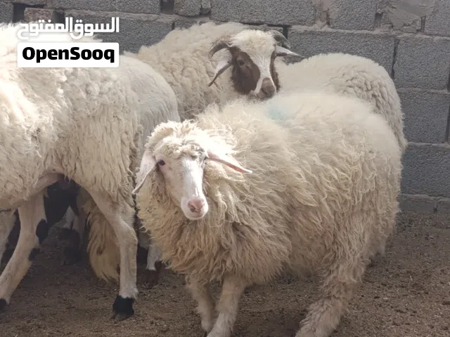 حوليا للبيع عمر 7شهور