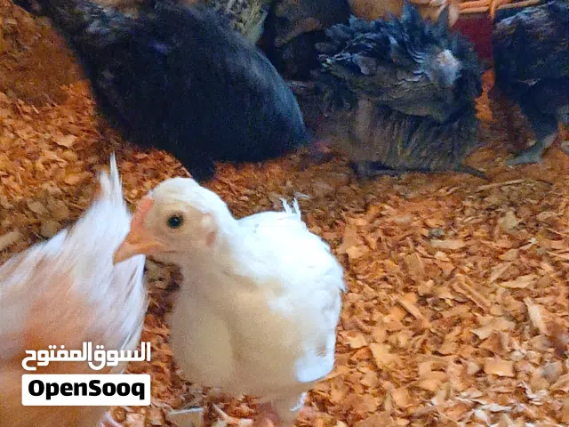 بسم الله تبارك الرحمن
