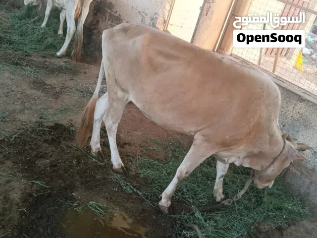 بقره محليه للبيع سمينه ام ولدتين جاهزه للذبح او بغيت تربي بقرة جروز ما شاء الله ما عشار لاتشكو من شي