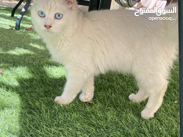 قطه شيرازيه لتبني For adoption