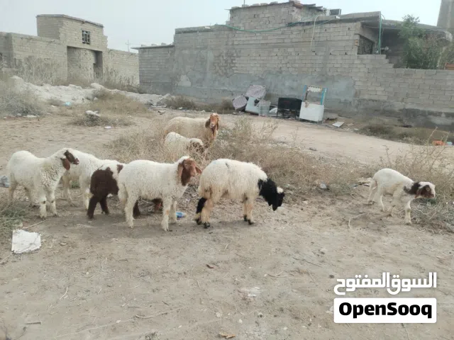 طليان للبيع