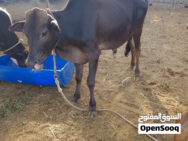 بقره عشار عمانيه اصليه وعجل عماني