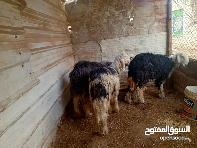 وراجين نوع عواسيات