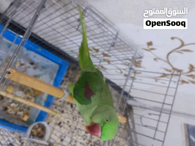 نيبالي انثى جنح مكصوص طيره اليفه تاكل من لايد تقبل تمسيد عل ايد بس تصعد حسب المزاج