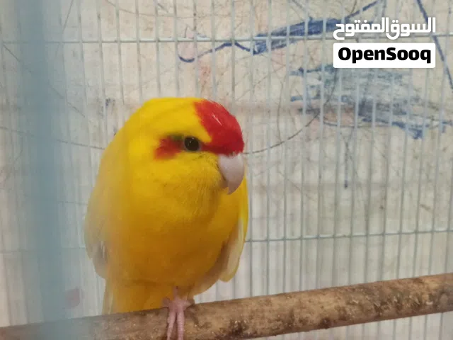 للبيع ذكر كاكاريكي لون اثفر