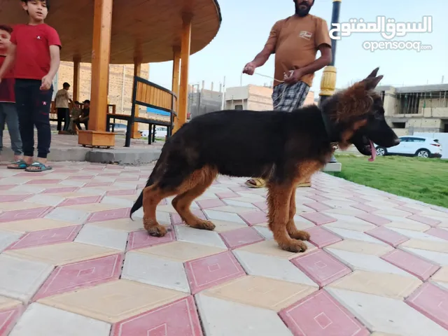 اقره الوصف مهم