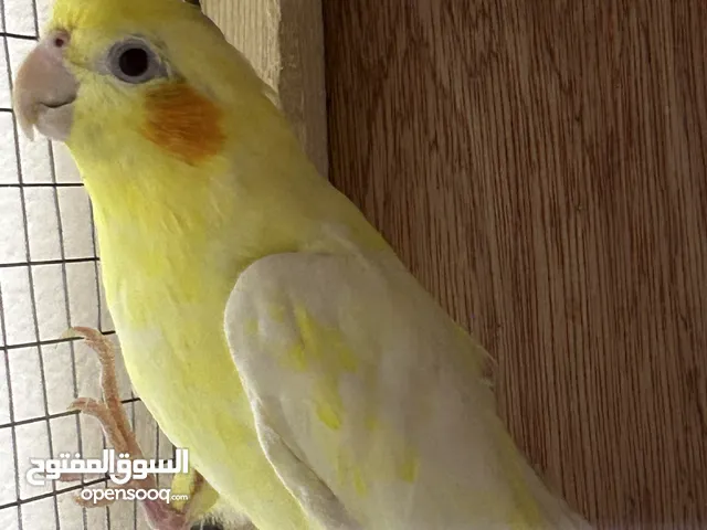 للبيع او للبدل كوكتيلات