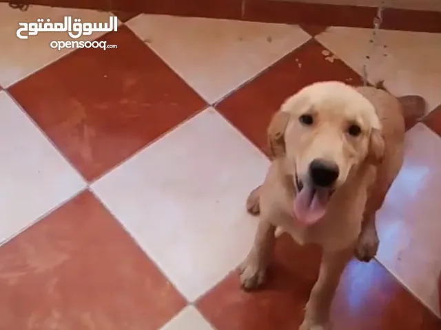 بنت جولدن عمر شهرين ونص للبيع