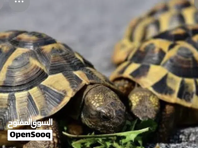 للبيع  سلاحف بريه.  ومائيه
