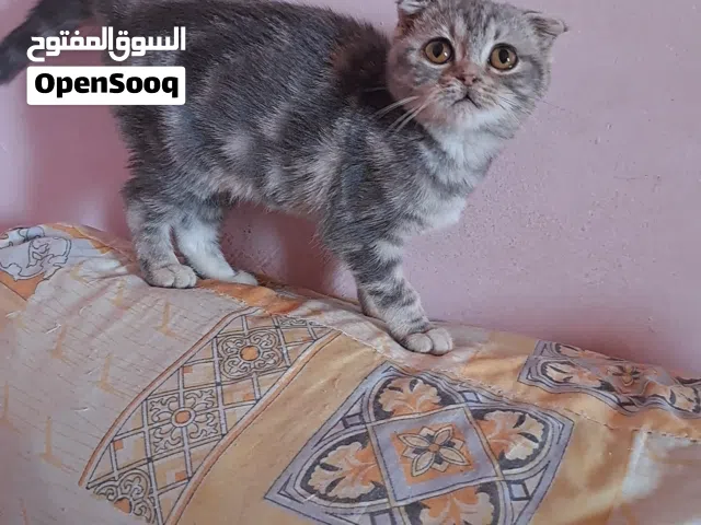 متاح ايناث عمر شهرين و3 شهور