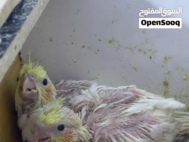 زوج افراخ كوكتيل عمر 25 يوم للبيع
