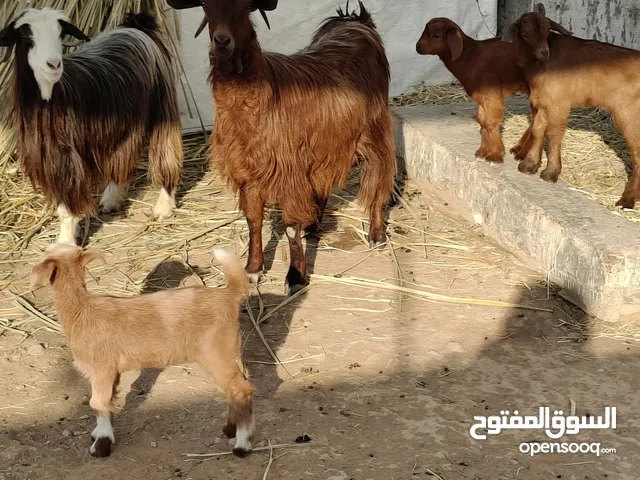 للبيع اغنام 2 وحده عندها توأم والثانيه واحد ما شاء الله ولادهن رويانات حليب سمان الكل فرصه للمربين