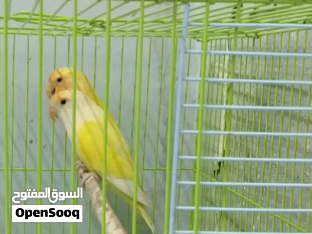 بيع ببغاء الروز