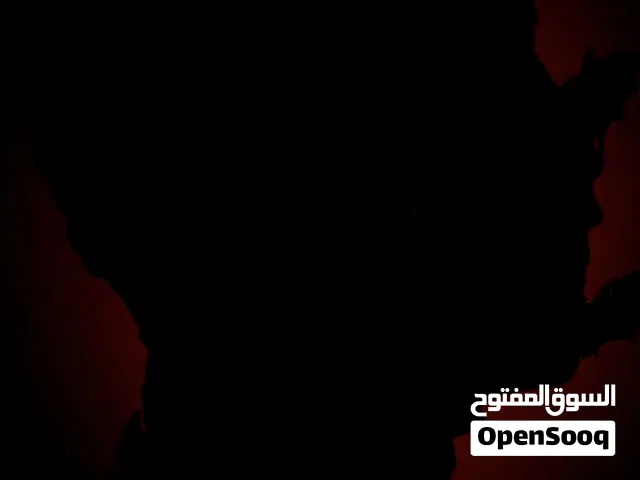 مطلوب كلب للتبني حتى ب 100/200