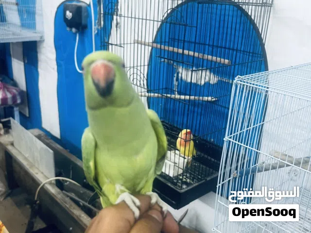 للبيع متوه