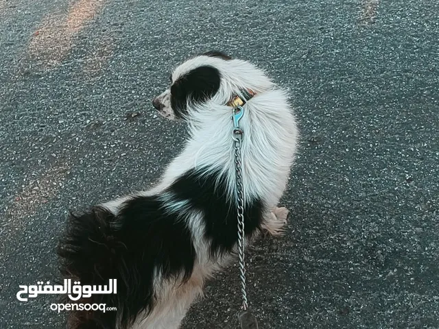 كلب للبيع بسعر مغري مطيع ومدرب