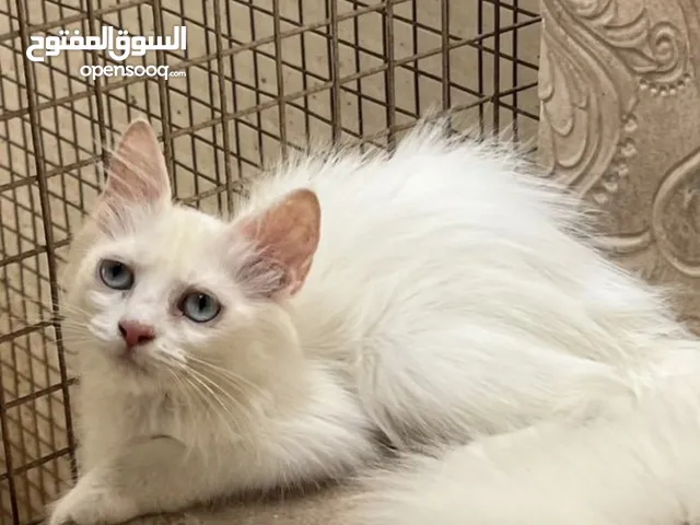 سنواره البيع