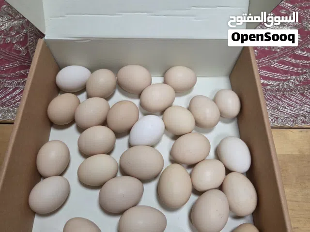 بيض عضوى بدون هرمونات