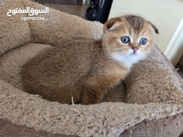 Scottish Fold Golden Ny 12