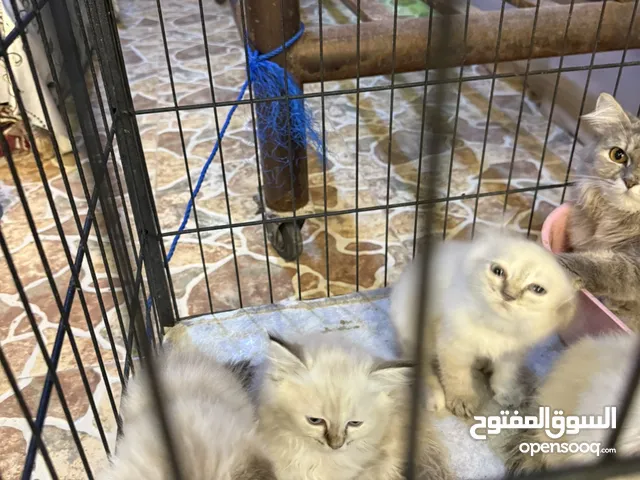 ثلاث قطط صغيرة للتبني.