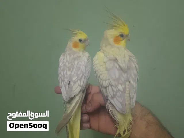 طيور كوكتيل +اروز+الفيشر