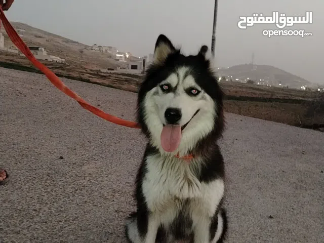 كلب هاسكي لبييع #$