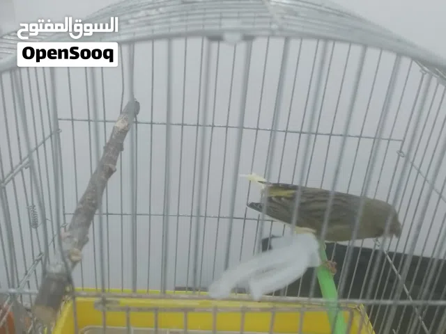 باسم لله رحمن رحيم تم توفير كوبياه كناري تبارك رحمان دكر قولستر شرينه وانتيه ب لله يبارك بنسبه لي