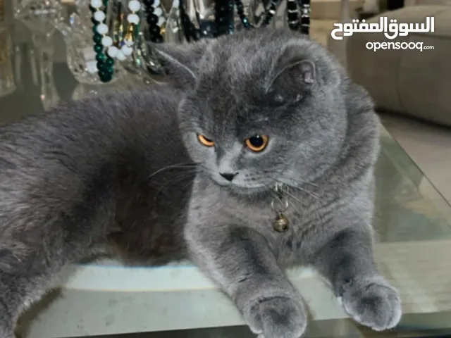 British short hair female cat 13 months old