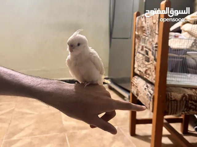 بغبغاء كوكتيل